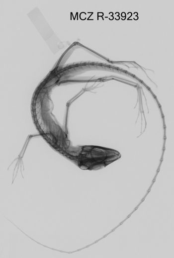 Media type: image;   Herpetology R-33923 Aspect: dorsoventral x-ray